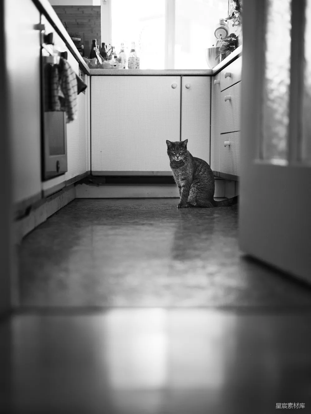 高清摄影  一只猫坐在厨房的地板上。