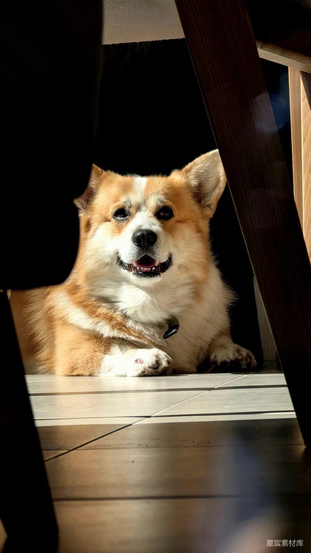 高清摄影  一只快乐的柯基犬从家具下面探出头来。