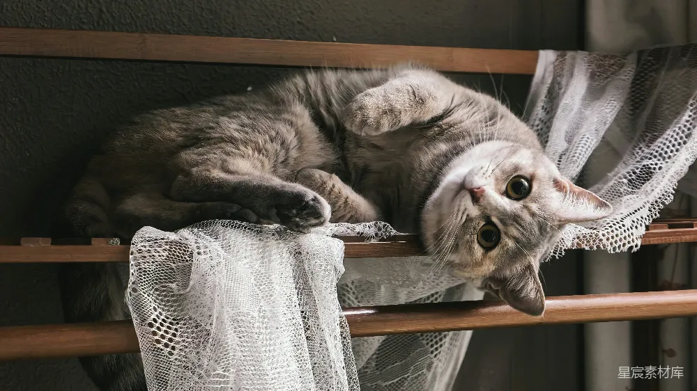 高清摄影  一只虎斑猫躺在有蕾丝装饰的木架上。