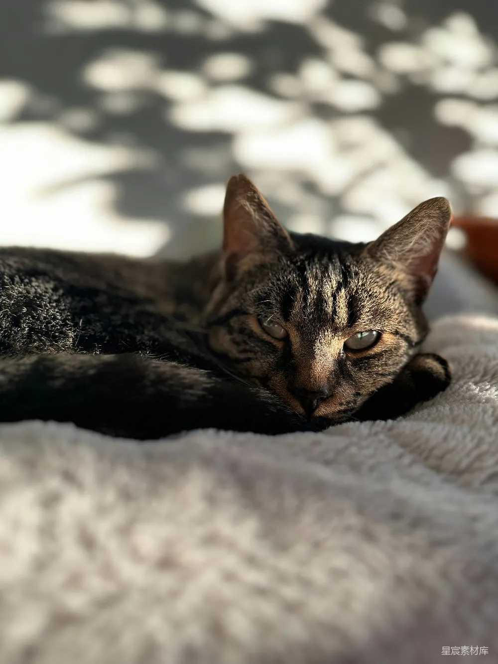 高清摄影  一只虎斑猫正躺在柔软的毯子上。