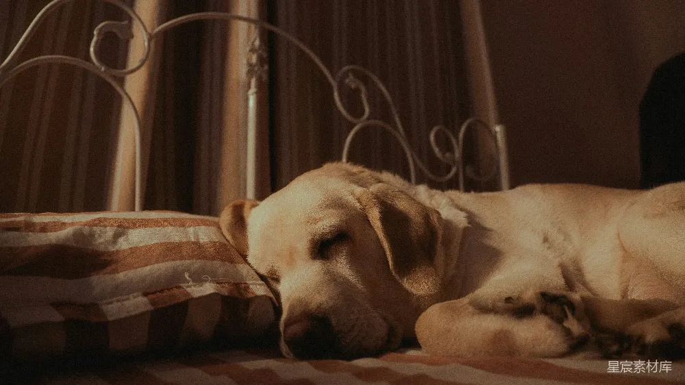 高清摄影  一只黄色的拉布拉多犬正在条纹床上睡觉。