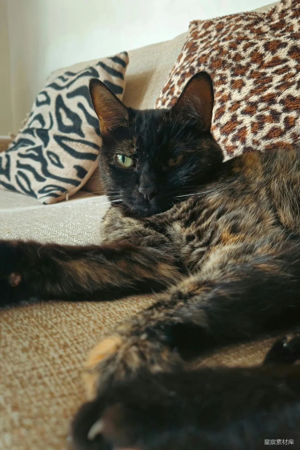 高清摄影  一只玳瑁色的猫正趴在沙发上，旁边是带有图案的靠垫。