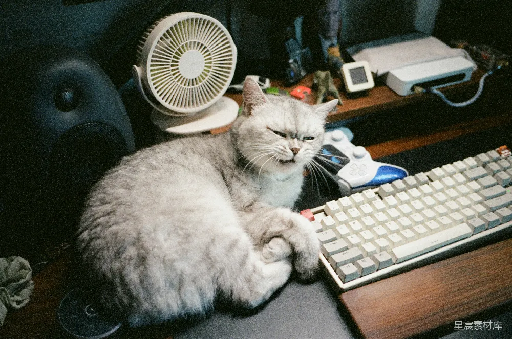 高清摄影  一只毛茸茸的猫靠在电脑键盘旁边。