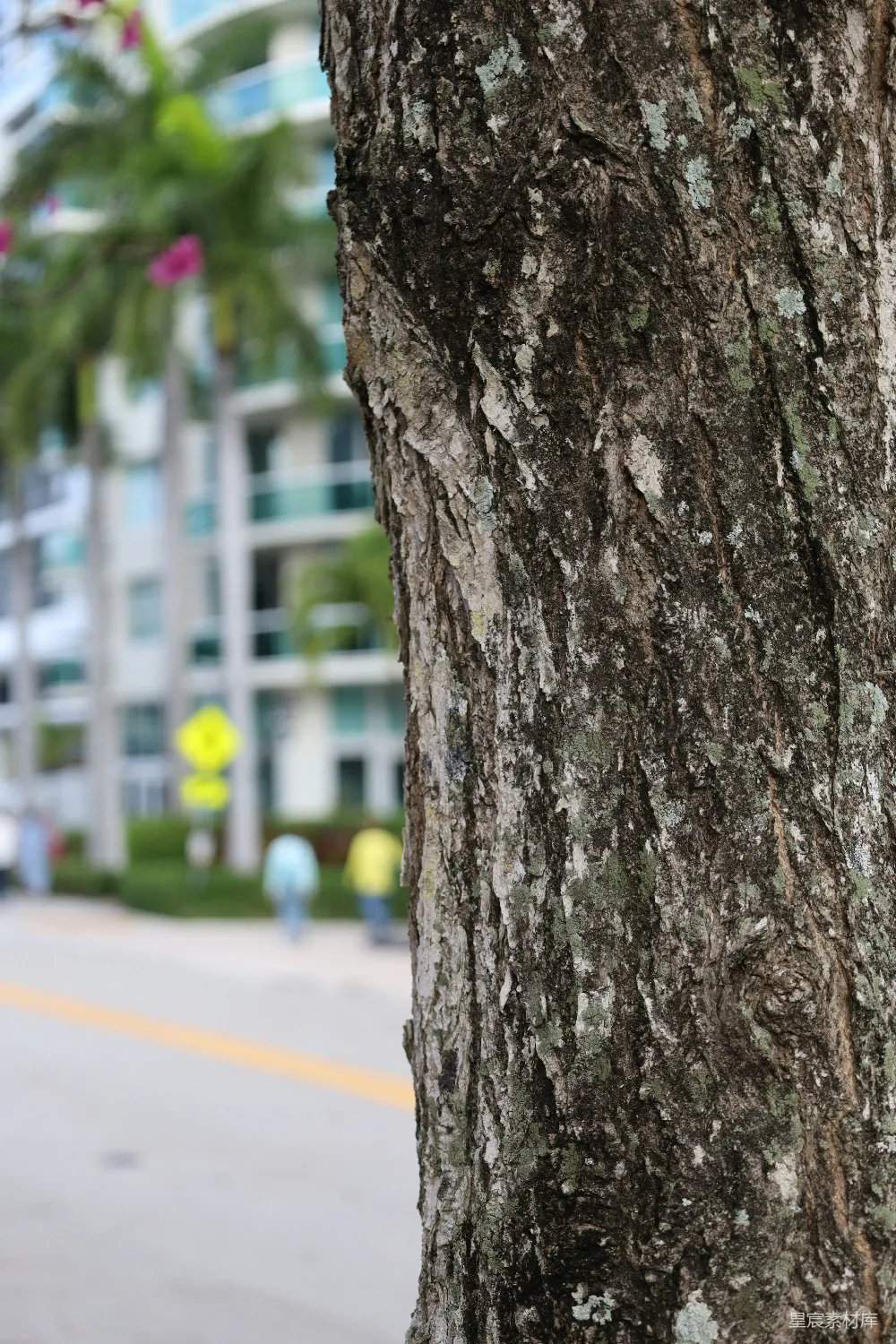 高清摄影  树皮特写，背景虚化的城市建筑物