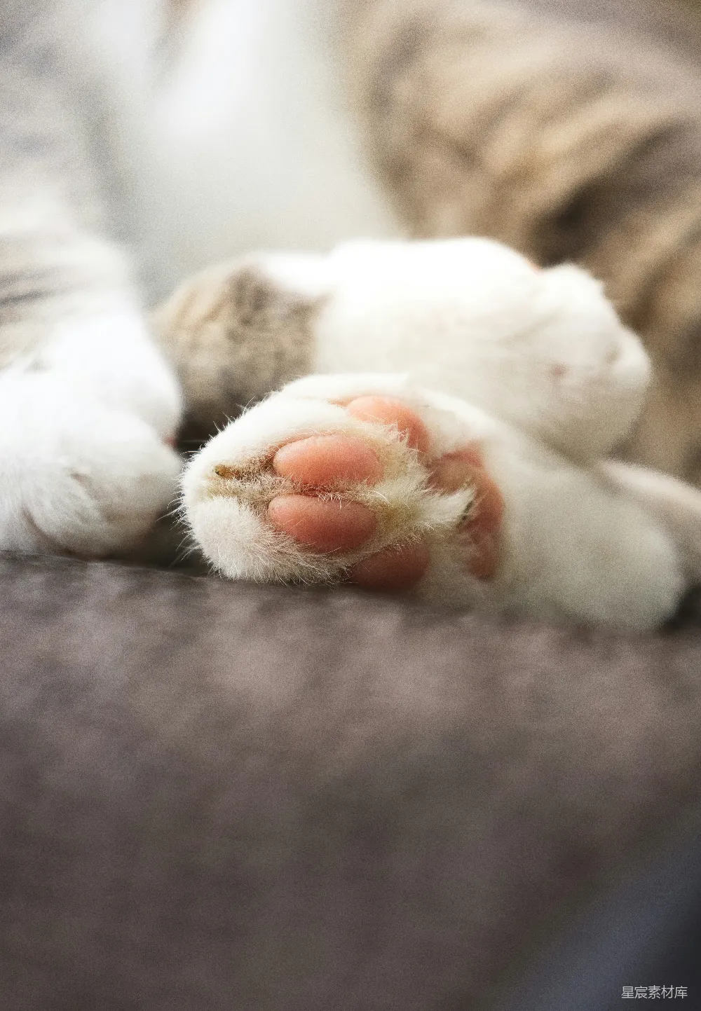 高清摄影  猫的白色爪子上有粉红色的脚趾甲。