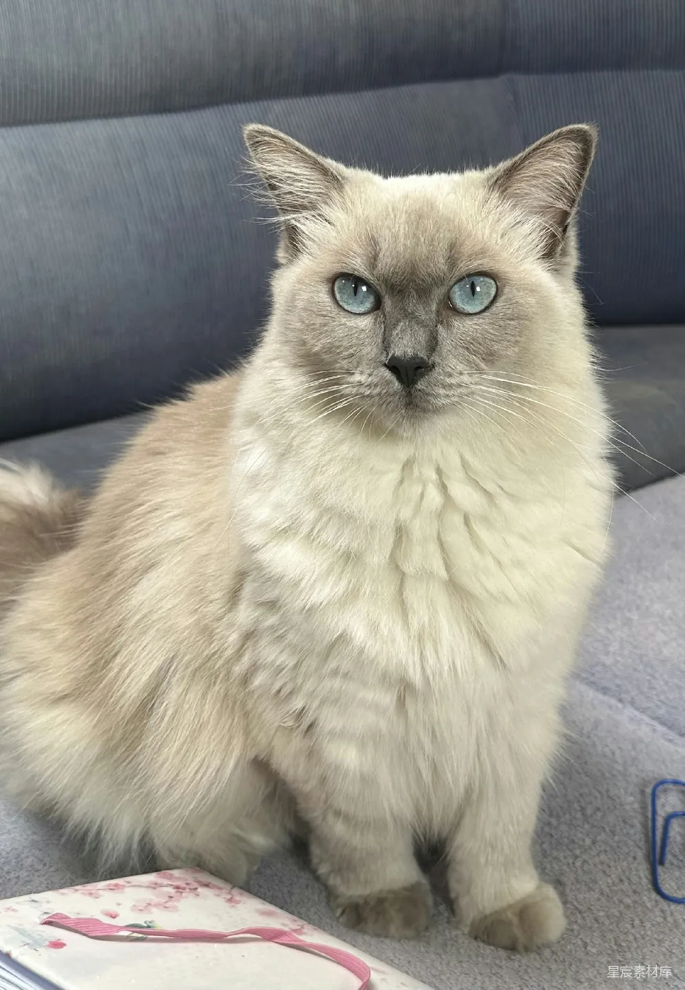 高清摄影  一只蓝眼睛的毛茸茸的猫坐在灰色的沙发上。