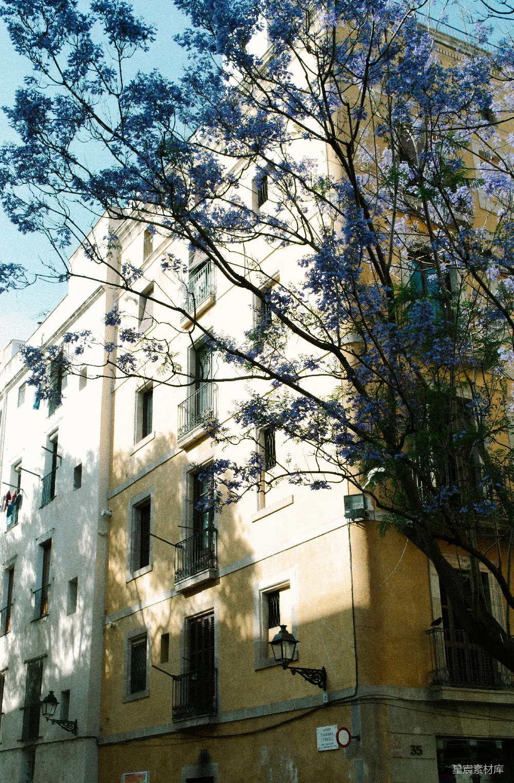 高清摄影  街角处，长着盛开的 jacaranda 树枝。