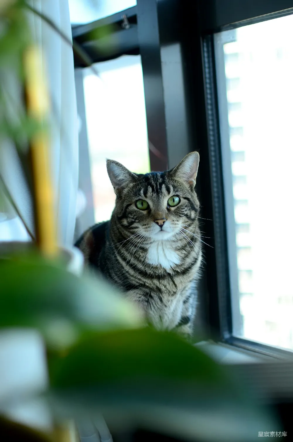 高清摄影  一只虎斑猫坐在窗边。