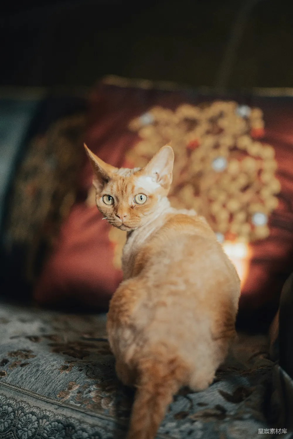 高清摄影  一只毛茸茸的橙色猫咪坐在沙发上。