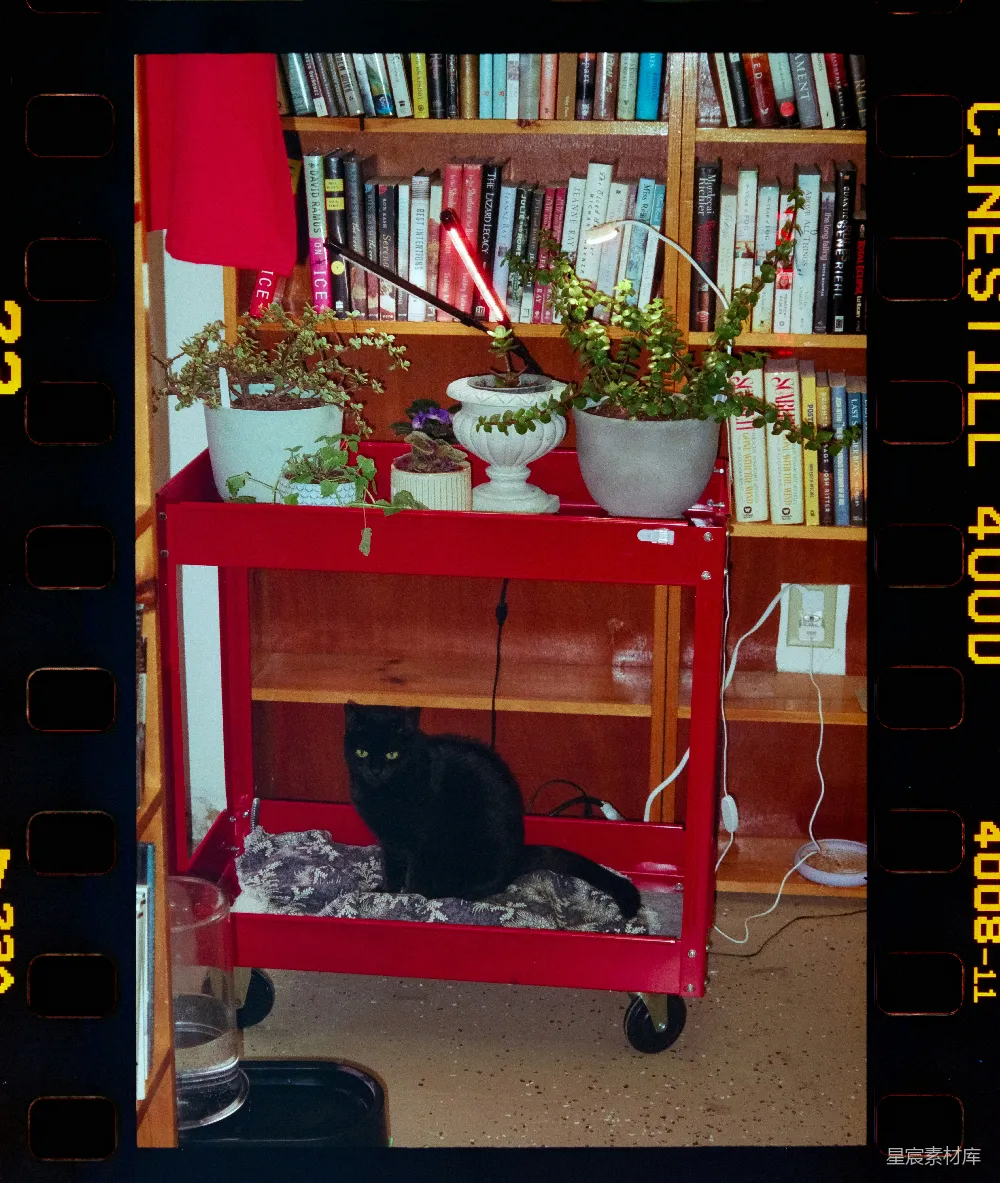 高清摄影  黑猫坐在装有植物的红色车上