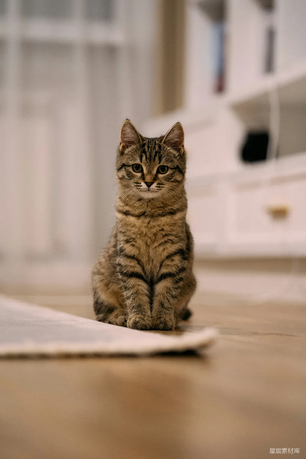 高清摄影  一只小花猫坐在木制地板上。