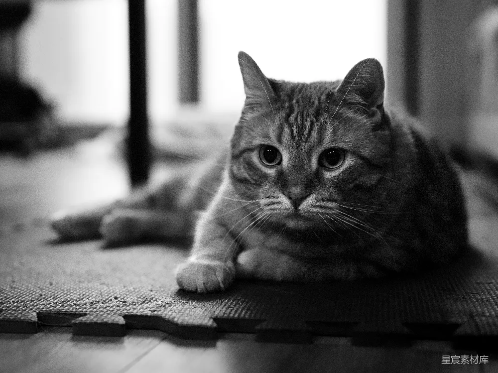 高清摄影  一只黑白相间的虎斑猫在地板上放松。