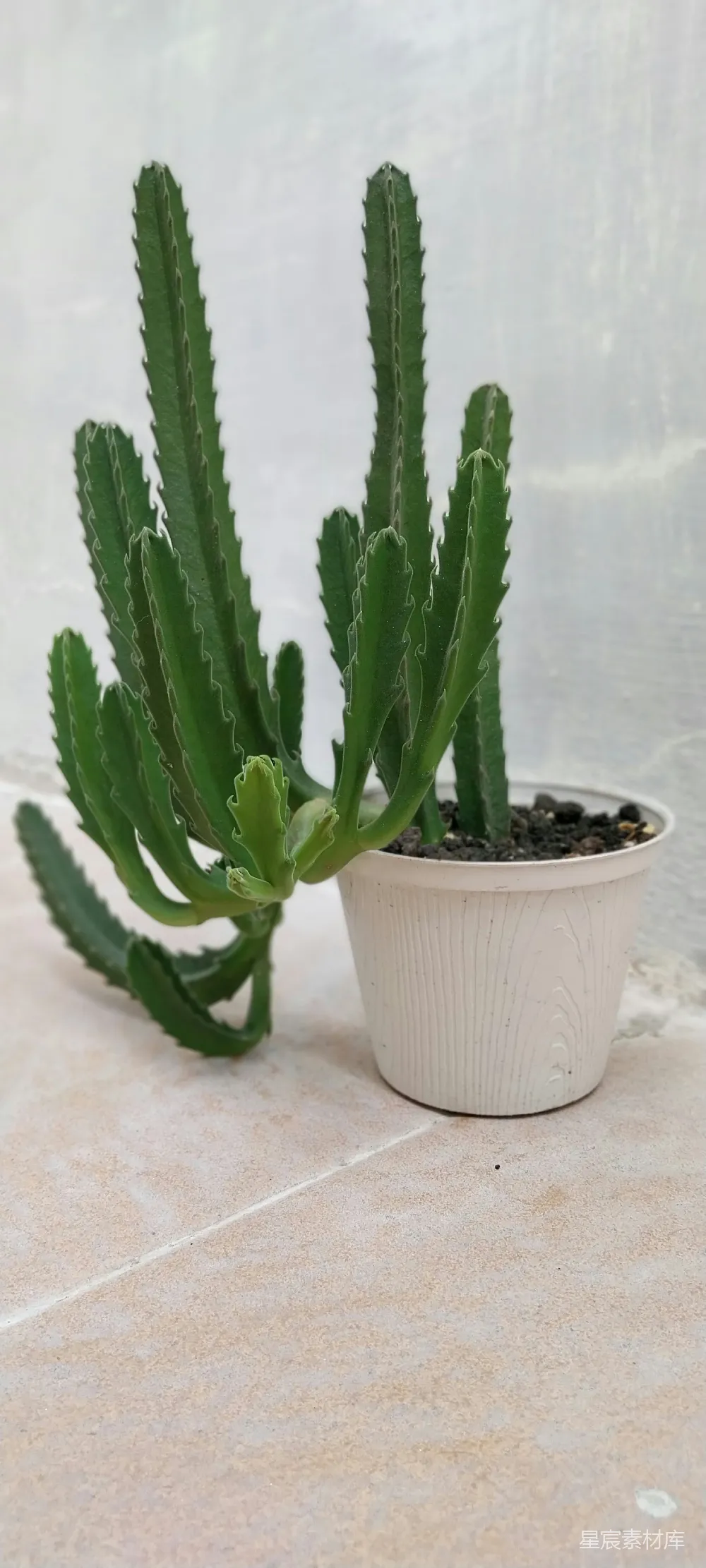 高清摄影  一株绿色的小植物，种在一个白色花盆里。