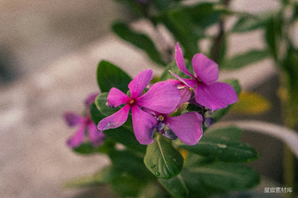 高清摄影  一株植物上的一朵紫色花的特写。