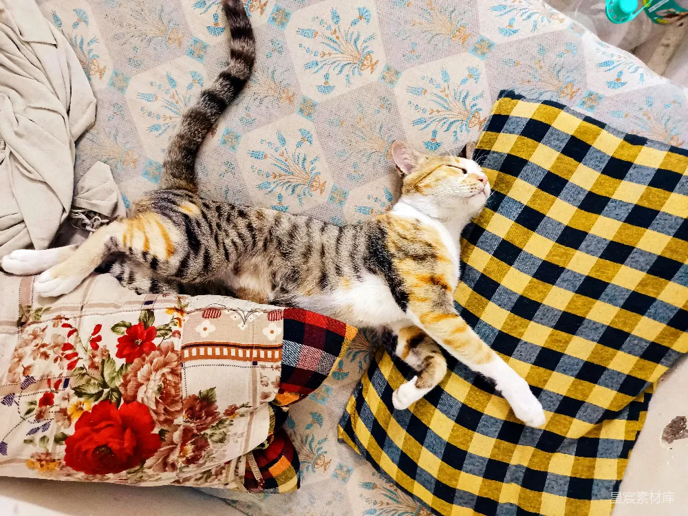 高清摄影  一只虎斑猫在有图案的枕头上伸展身体。