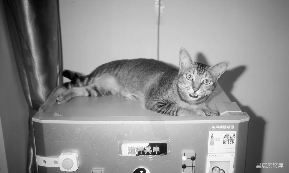 高清摄影 电影 一只虎斑猫正趴在一台机器上。