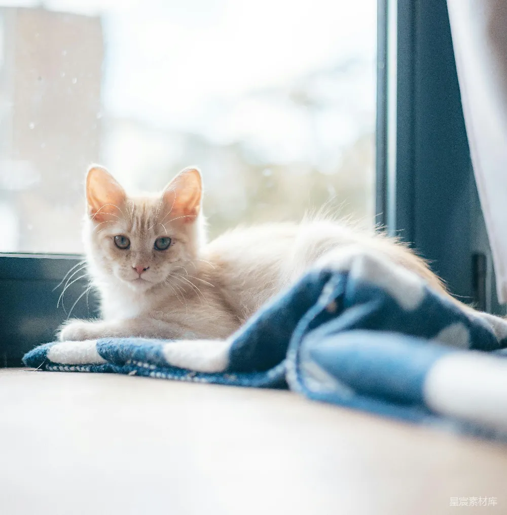 高清摄影  一只淡橙色的小猫正趴在蓝色毯子上。