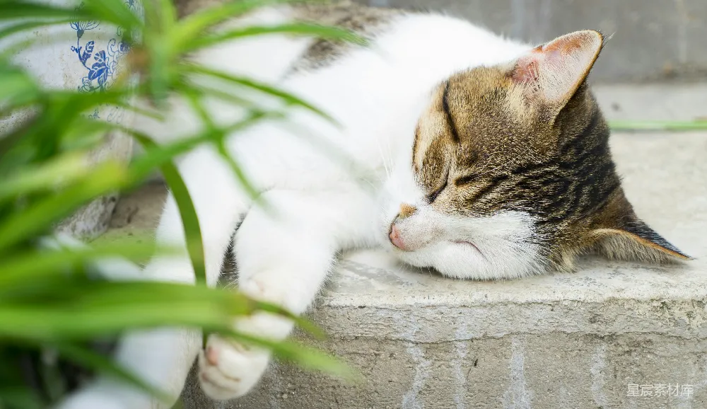 高清摄影  一只虎斑和白色相间的猫在混凝土台阶上睡觉。
