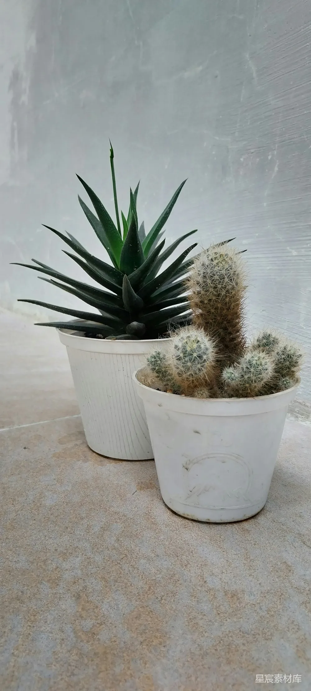 高清摄影  几盆盆栽植物并排摆放着。