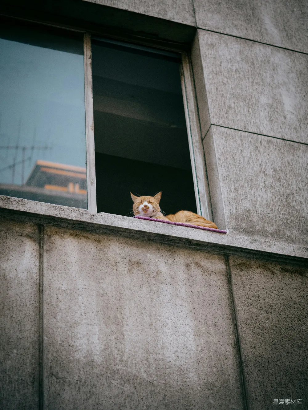 高清摄影  一只猫在窗外窗台的窗台上休息。
