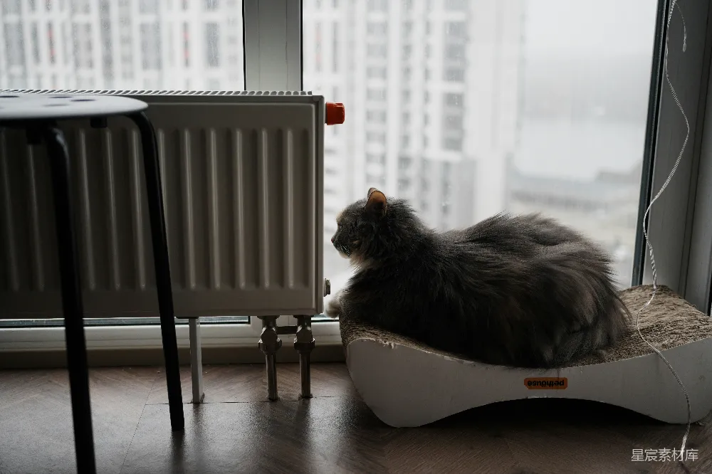 高清摄影  一只蓬松的灰色猫坐在窗边。