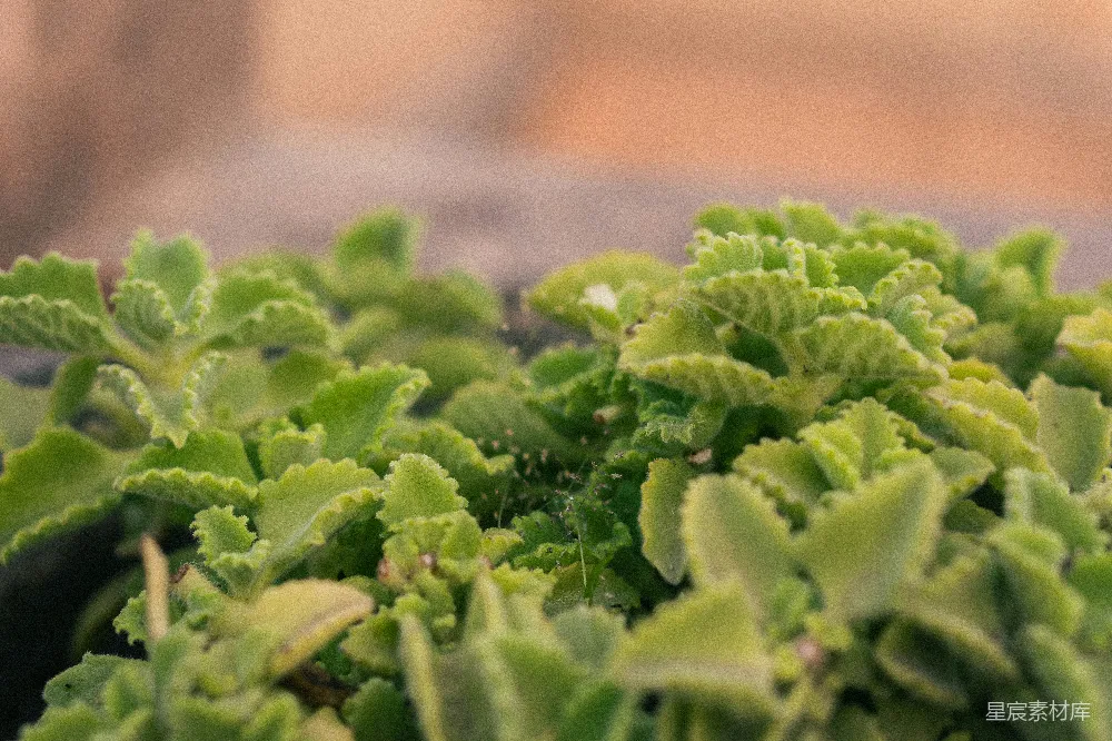 高清摄影  一束绿植的特写