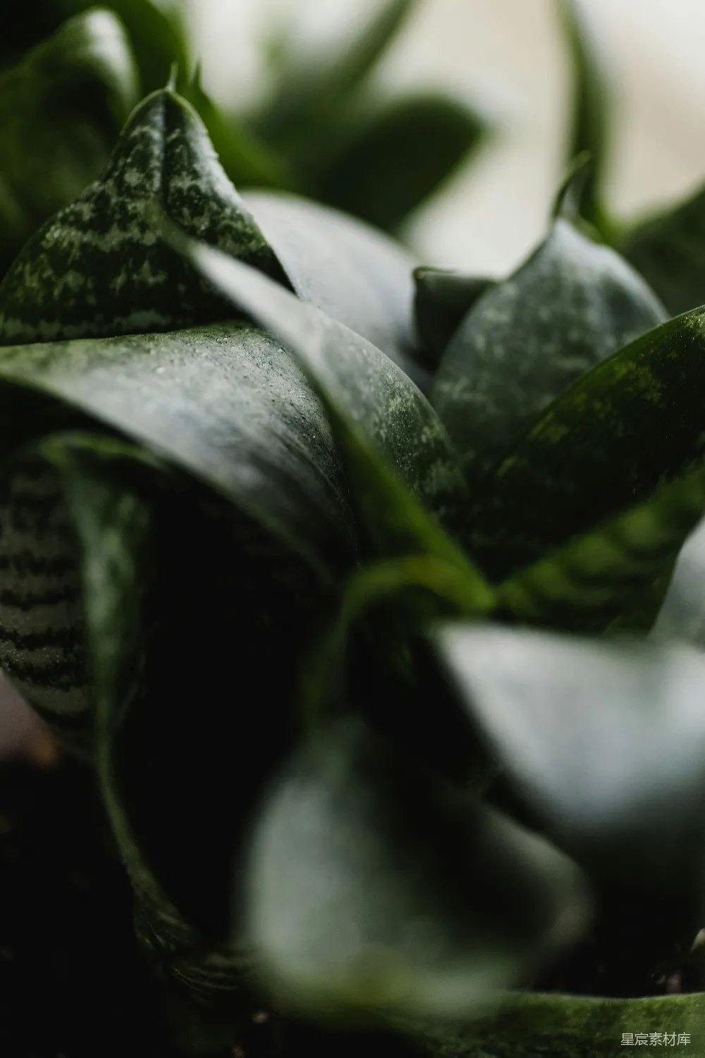 高清摄影  一张绿色叶子的植物的特写照片