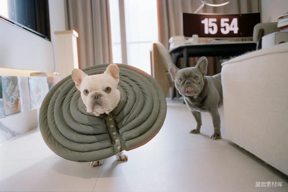 高清摄影 电影 两只法国斗牛犬，其中一只戴着软胶套圈项圈。