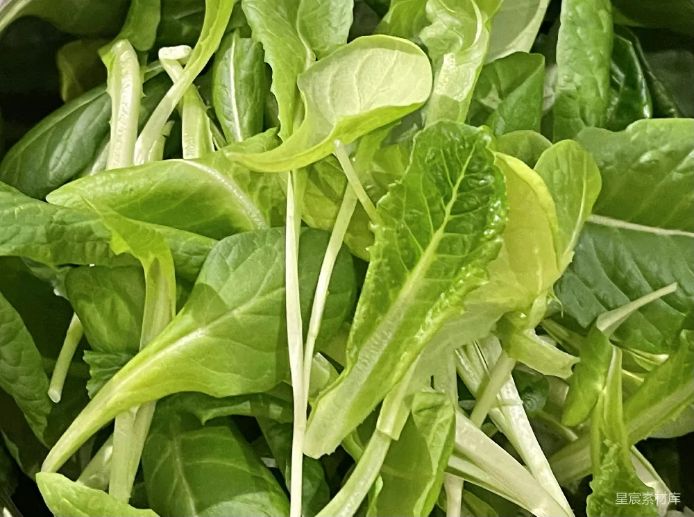 高清摄影  绿色和白色叶植物