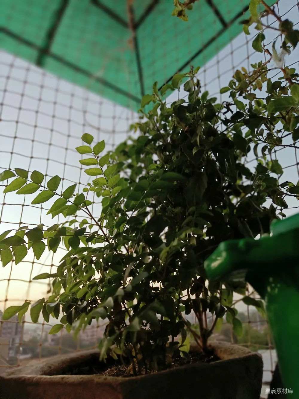 高清摄影  一盆植物放在绿色屏幕前