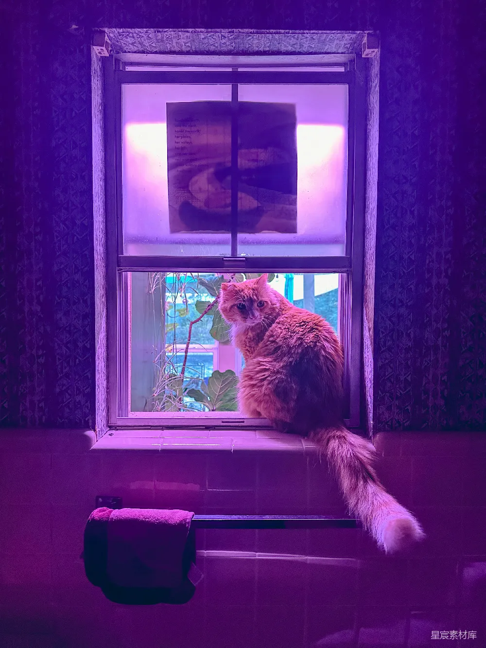 高清摄影  毛茸茸的橙色猫咪坐在窗台上，望着窗外。