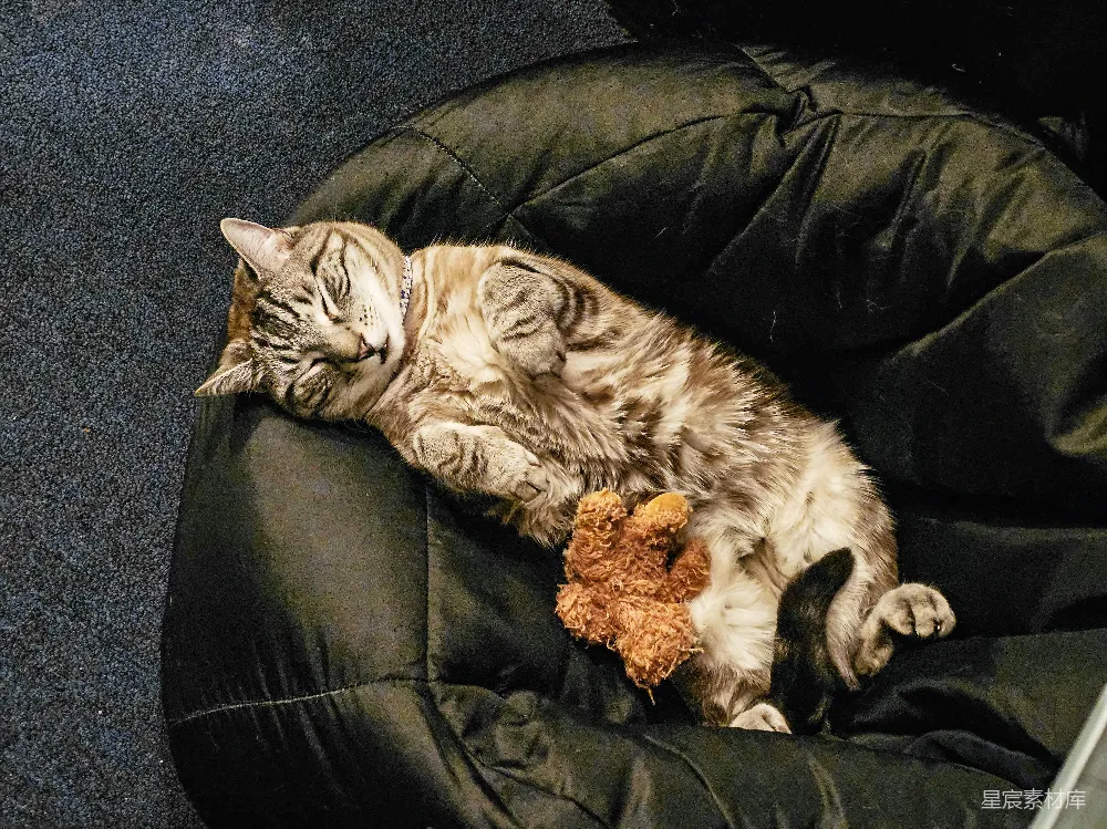 高清摄影  一只虎斑猫仰卧着睡着，旁边放着一个玩具。