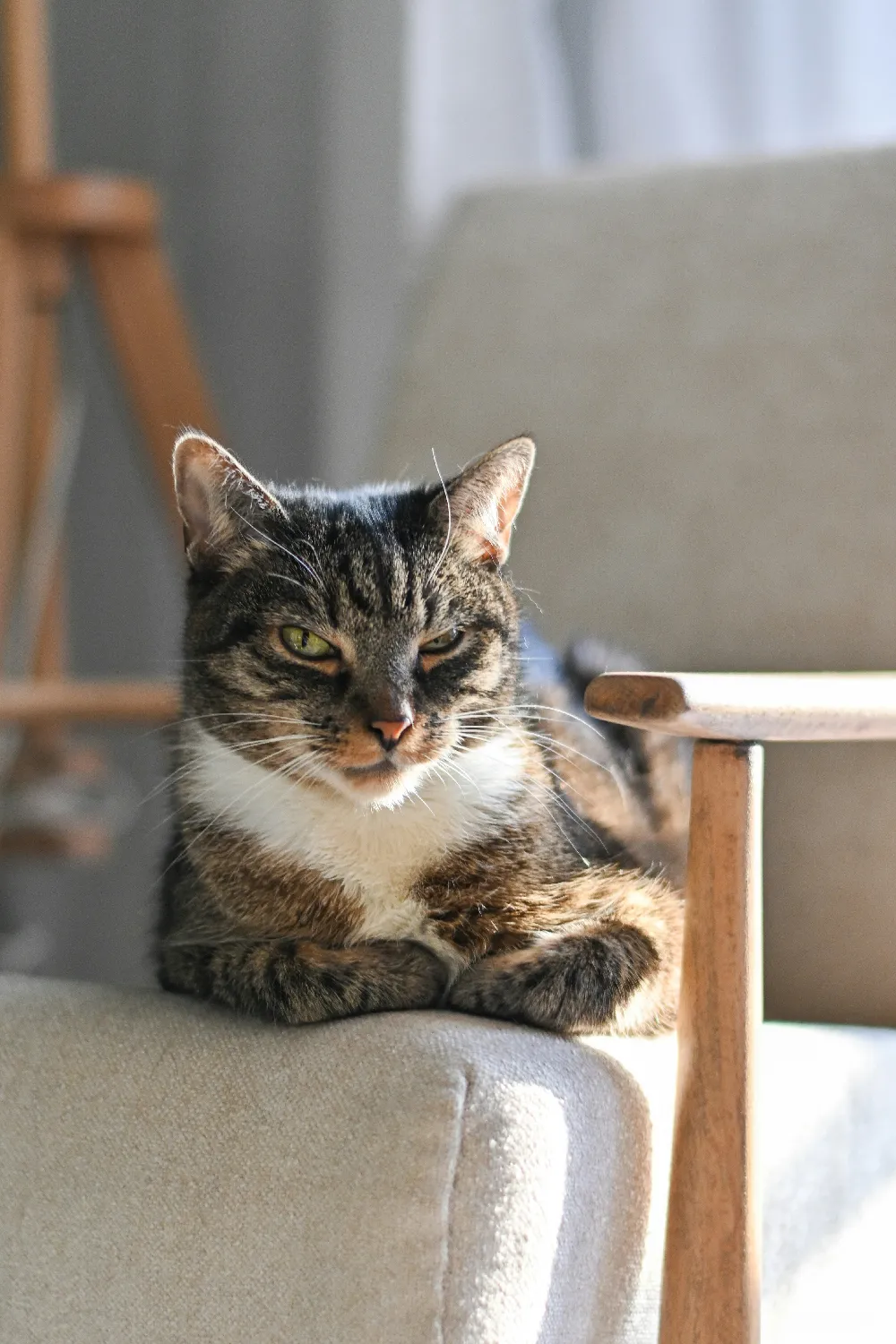 高清摄影  一只虎斑猫在阳光下栖息在椅子上。