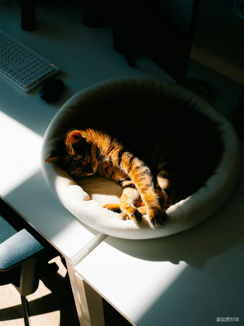 高清摄影  一只橙色虎斑猫在圆形床上睡觉。
