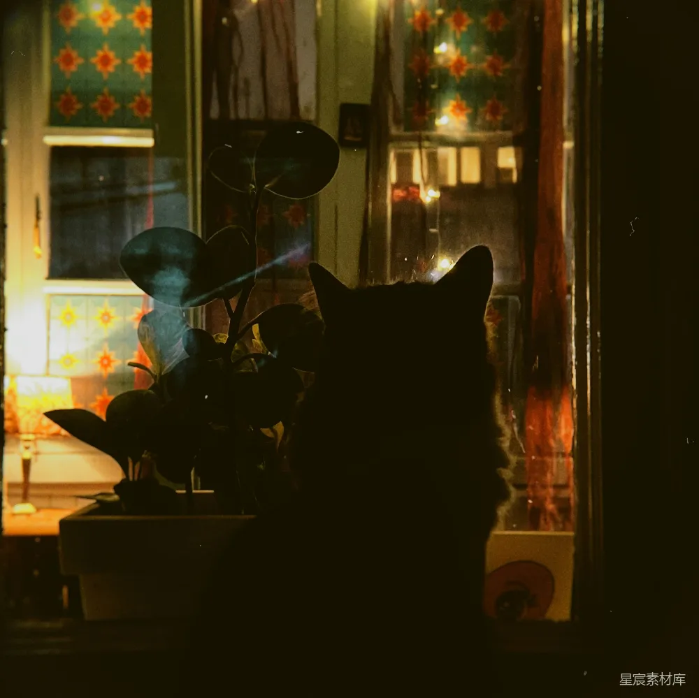 高清摄影  一只剪影猫在夜晚坐在窗边。