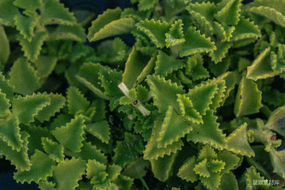 高清摄影  一株绿叶植物的特写