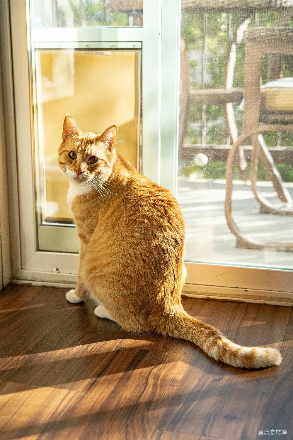 高清摄影  一只橙色虎斑猫坐在玻璃门前。