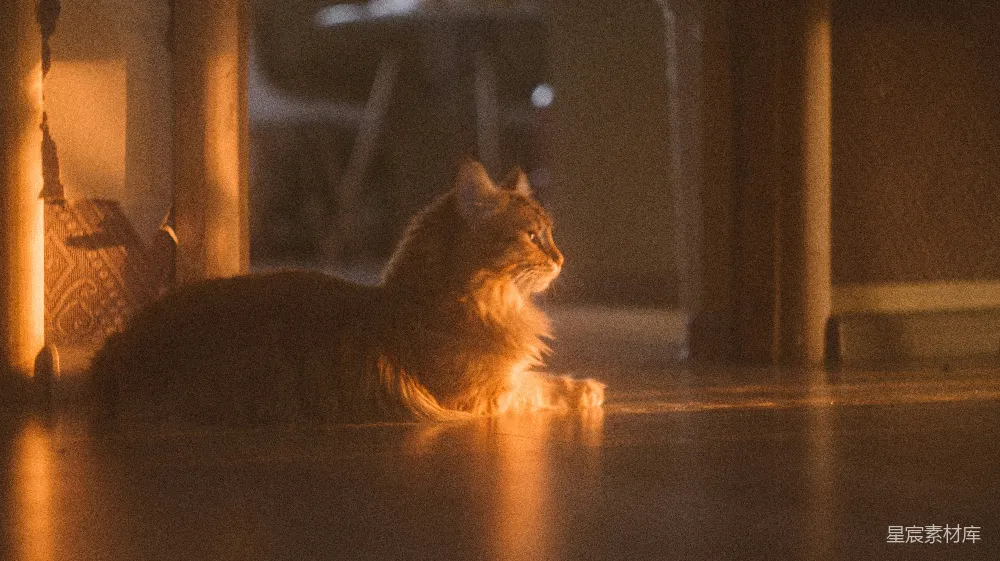 高清摄影  棕色虎斑猫在棕色木地板上