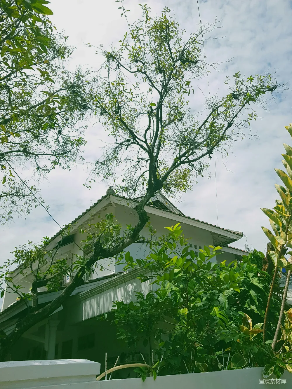 高清摄影  树从房子的屋顶长出来