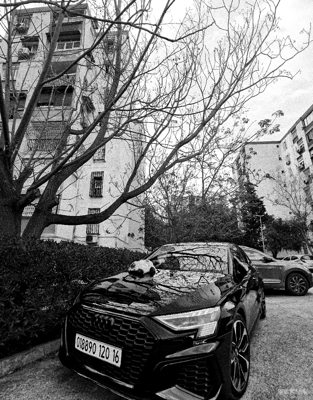 高清摄影  一辆黑色奥迪车停在建筑物附近，旁边有树木。