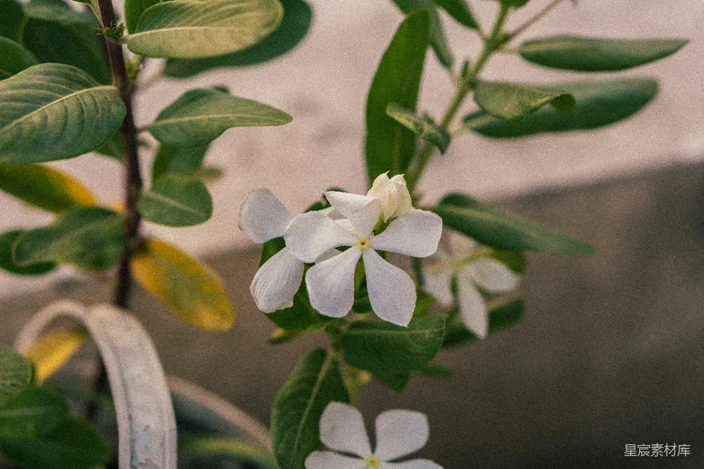 高清摄影  一株开有白色花朵的植物的特写。