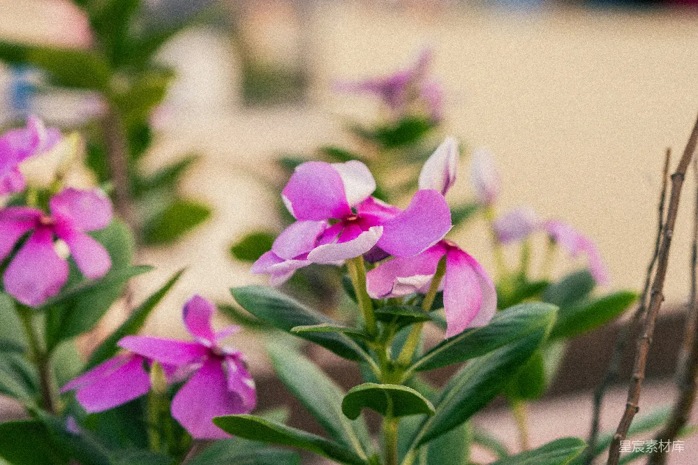 高清摄影  一簇紫色花朵的特写