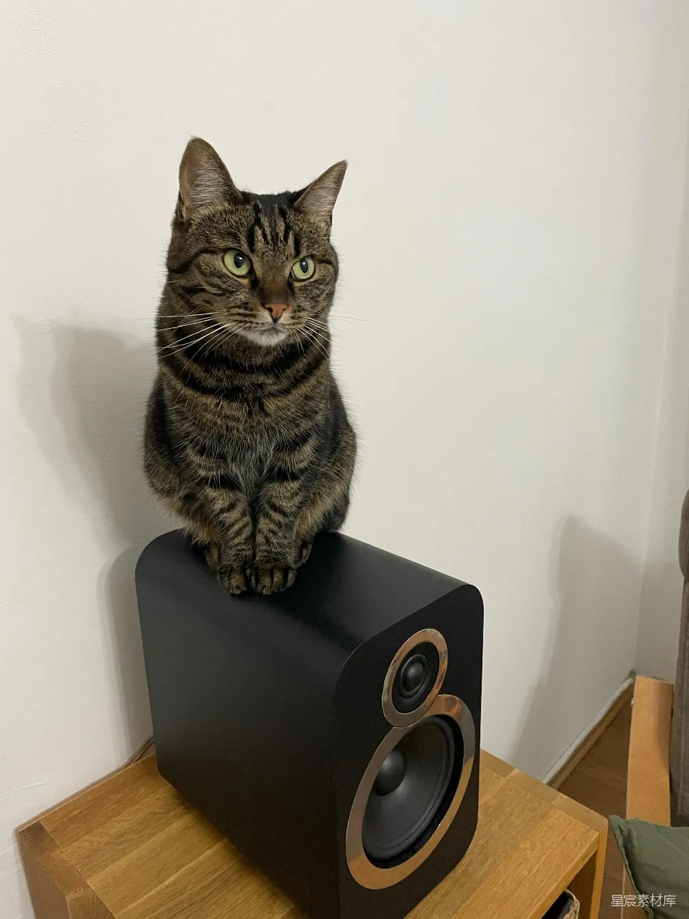 高清摄影  一只虎斑猫坐在一个黑色的扬声器上。