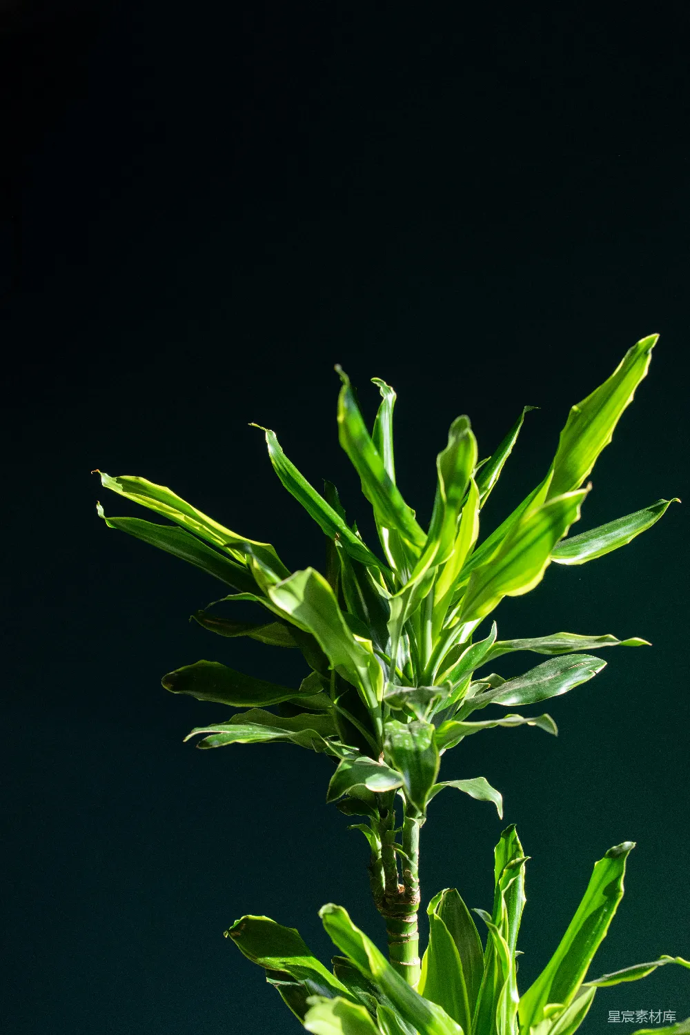 高清摄影  一株植物的特写镜头