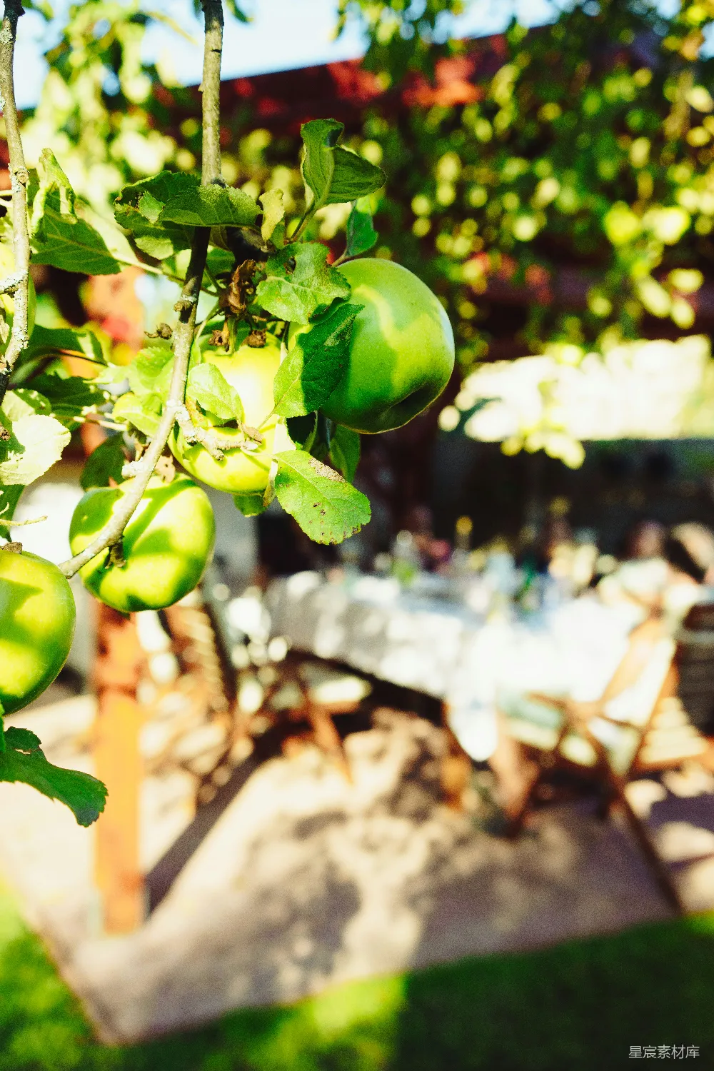 高清摄影  圆绿色的水果