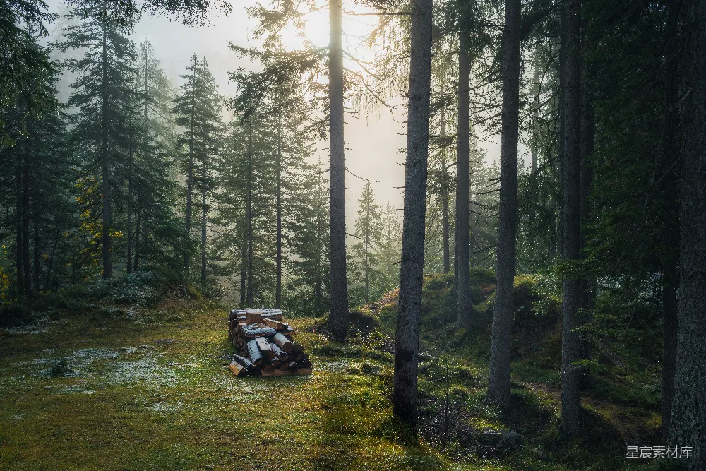 高清摄影 自然 壁纸 黑白相间的跑车停在绿草地上，周围有树木环绕，是在白天。