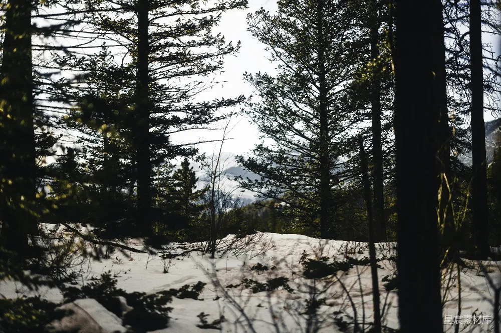 高清摄影  白雪覆盖的森林，高大的松树和背景中的山脉