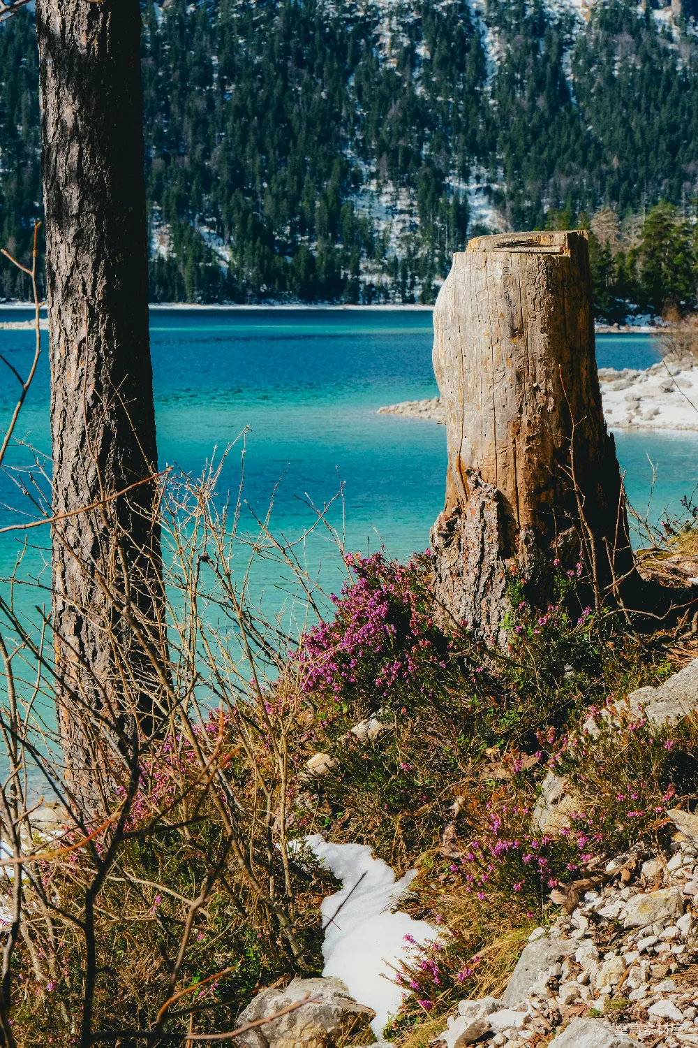 高清摄影  青翠的湖水中有树桩和紫色的花朵。