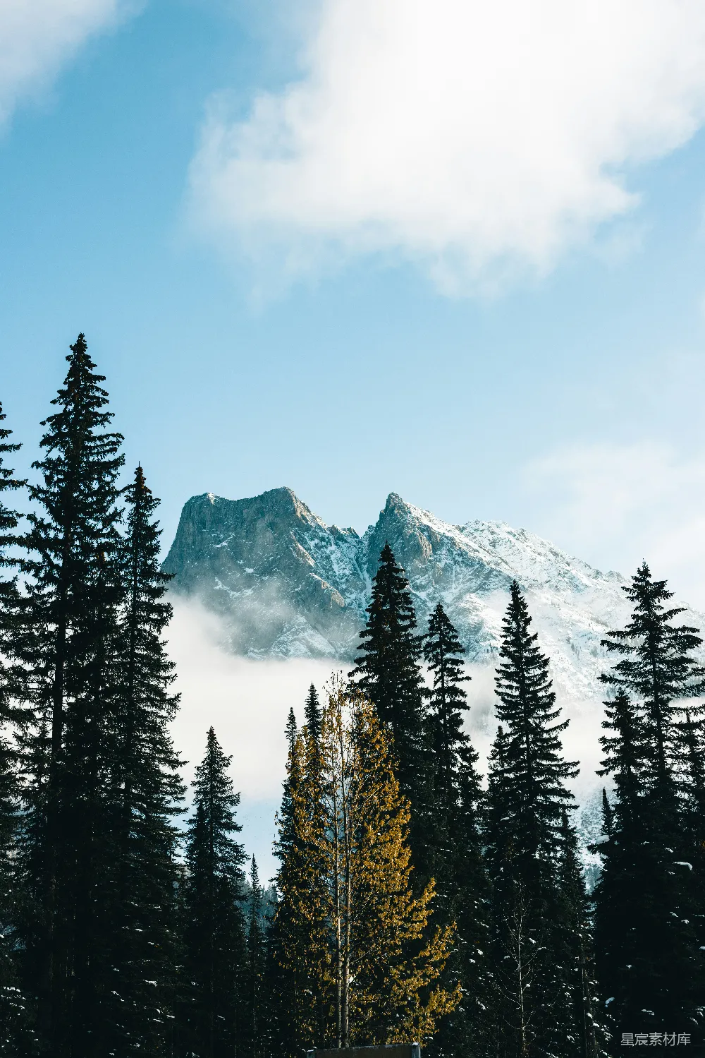 高清摄影  山前的一排树