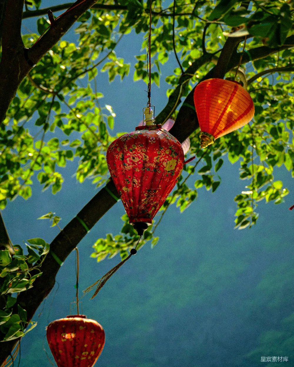 高清摄影  红灯笼挂在树上，背景是蓝色的。